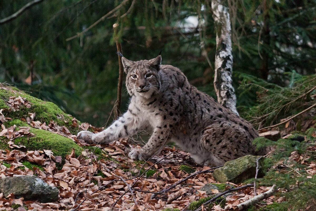 Какие российские животные. Обыкновенная Рысь Lynx Lynx. Рысь в тайге. Ильменский заповедник Рысь. Кавказский заповедник Рысь.