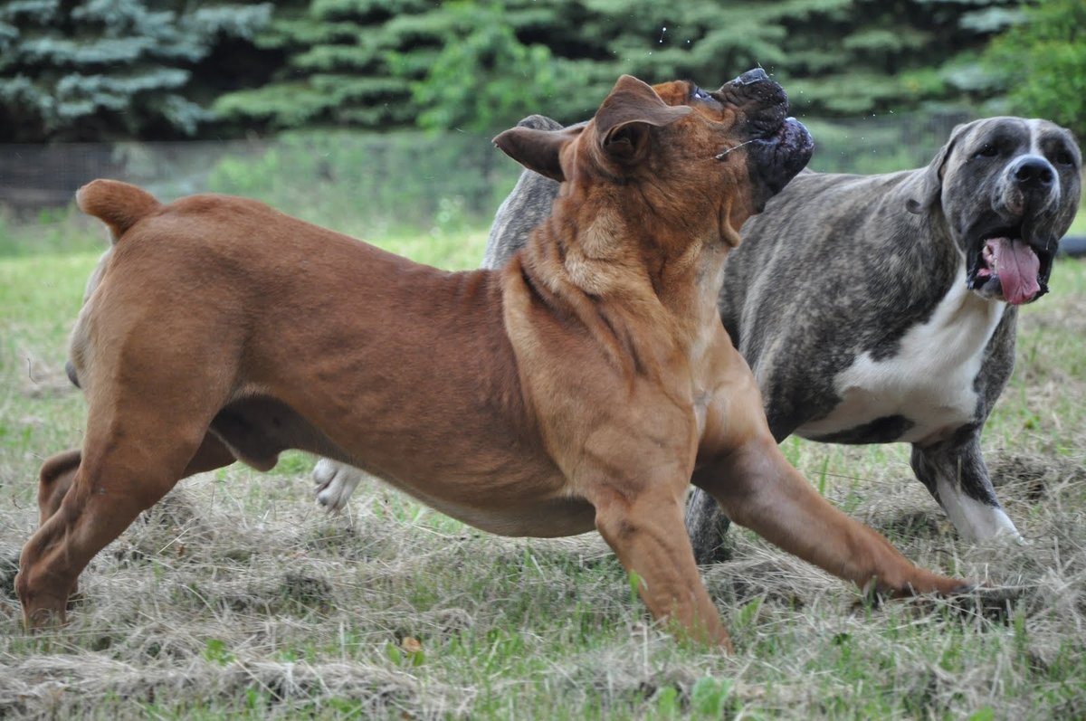 Boerboels