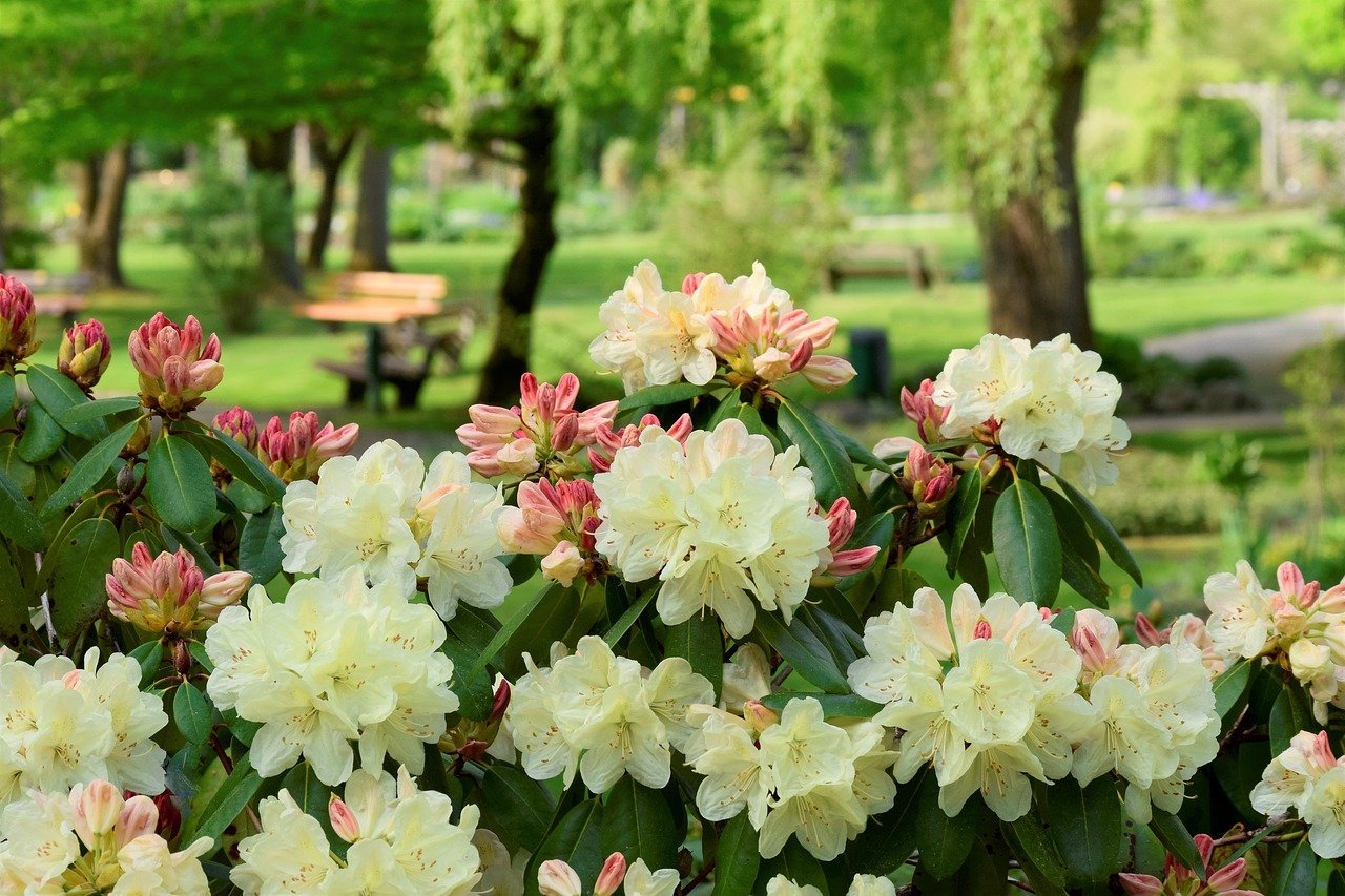 Рододендрон азалия фото и описание кустарника