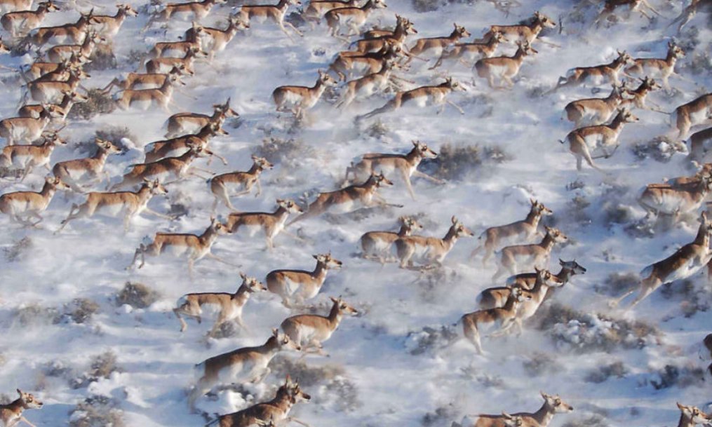 мигрирующие дикие животные. мигрирующие дикие животные. миграция диких видов. национальный парк серенгети крокодилы. миграция животных.