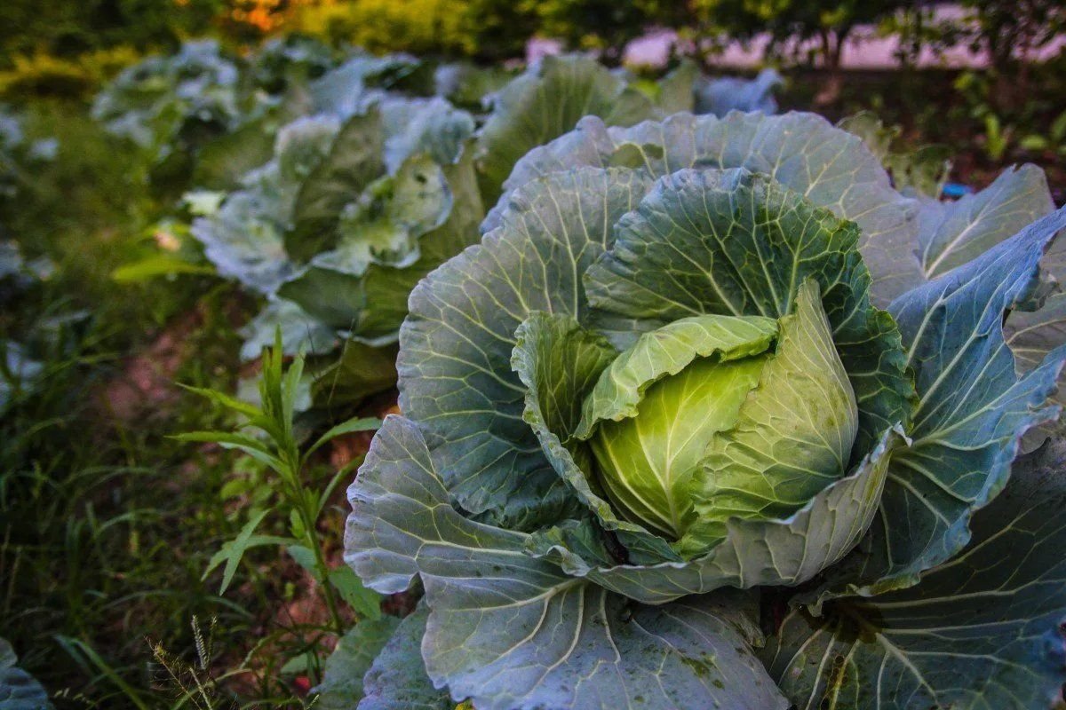 Капуста видео. Капуста Краутман. Капуста на грядке. Капуста.Cabbage. Посопская белокочанная капуста.