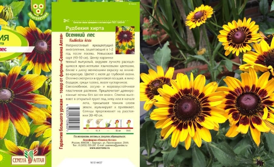 Рудбекия янтарь. Рудбекия семенами в открытый грунт. Рудбекия махровая майя. Рудбекия янтарь многолетняя. Рудбекия волосистая блэкайдсюзан.