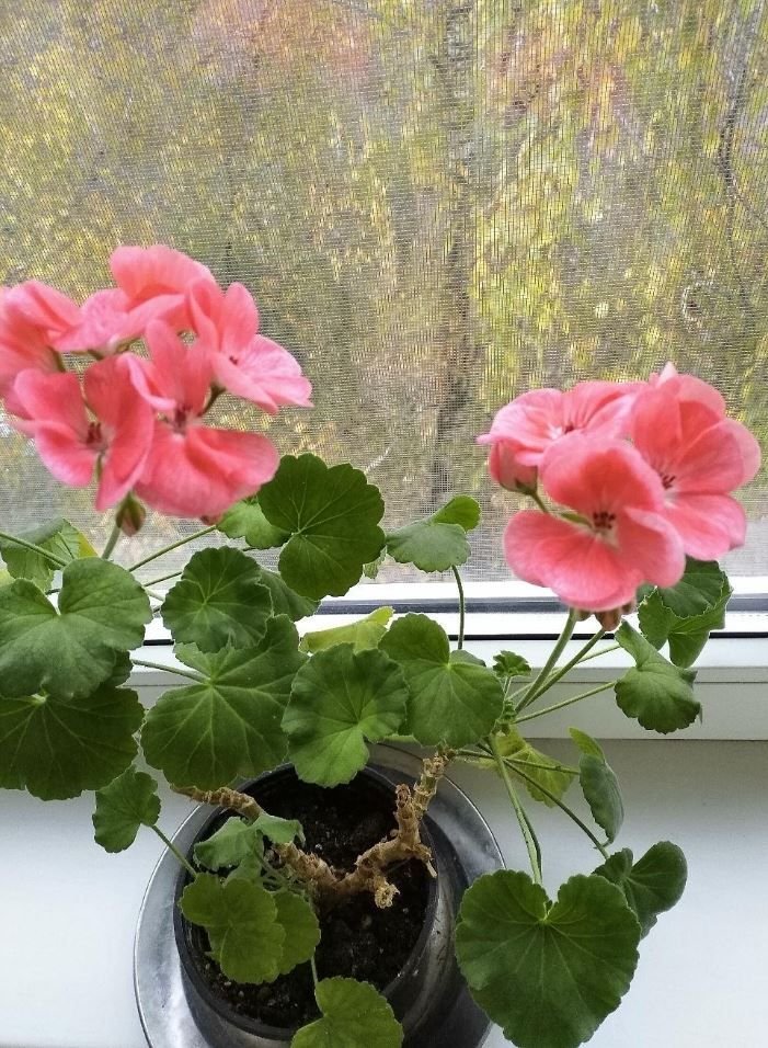 герань не цветет. пеларгония нецветущая. Elbe silver. как заставить герань. как заставить герань.