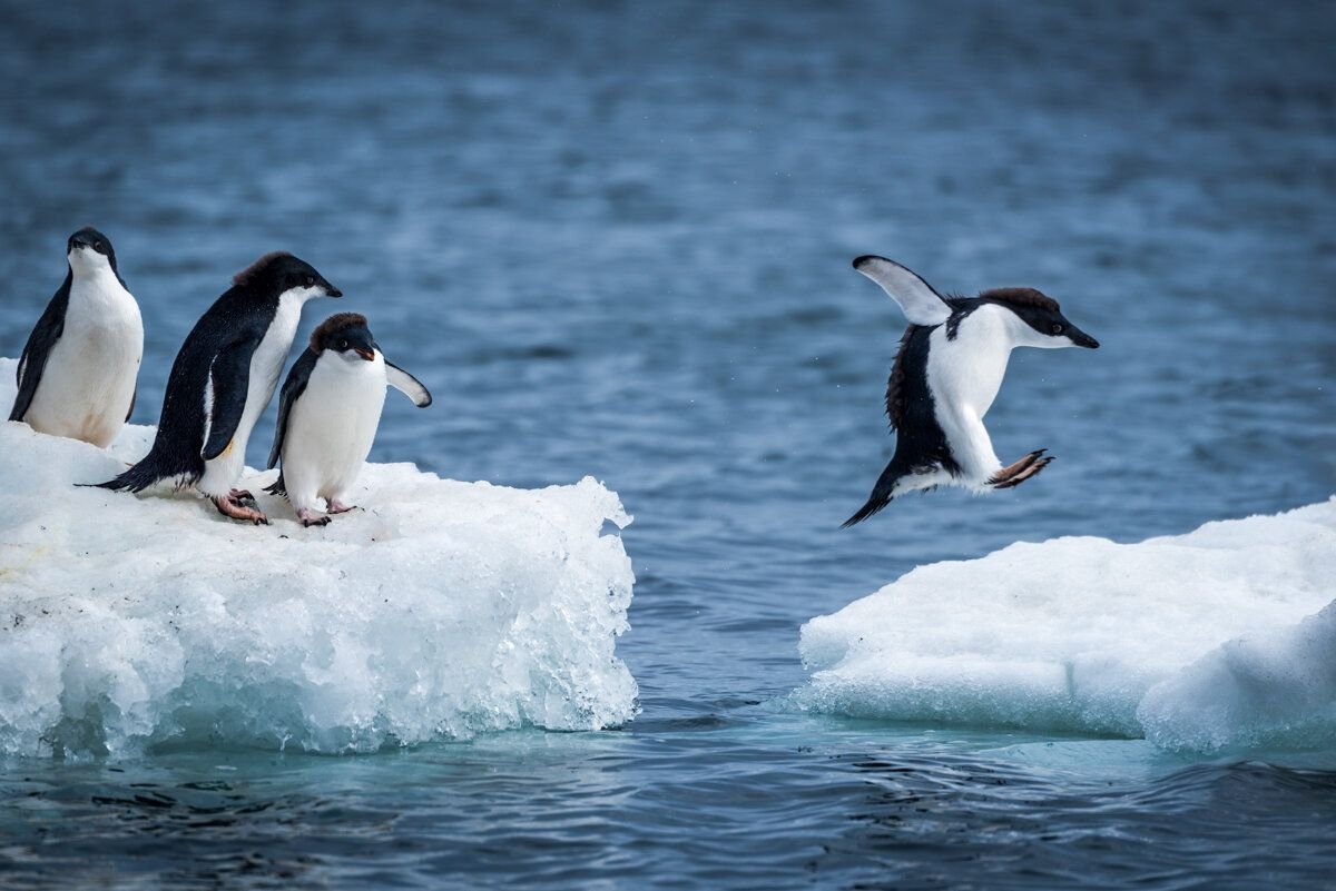 Пингвин на льдине картинка для детей на прозрачном фоне
