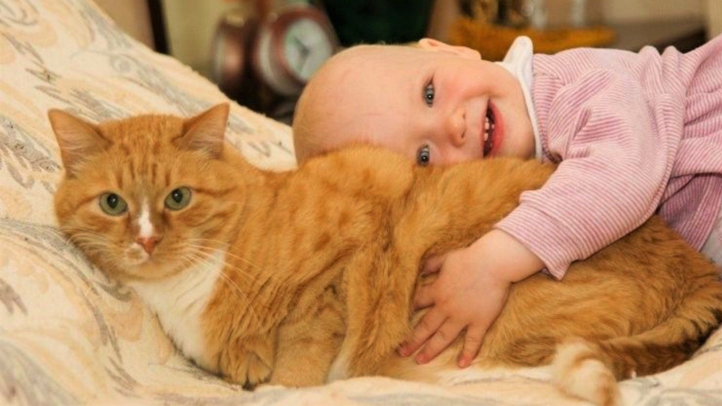 Нагло мамашу. Кошка для детей. Дети и кошки смешное. Рыжий кот для детей. Дети и кошки приколы.
