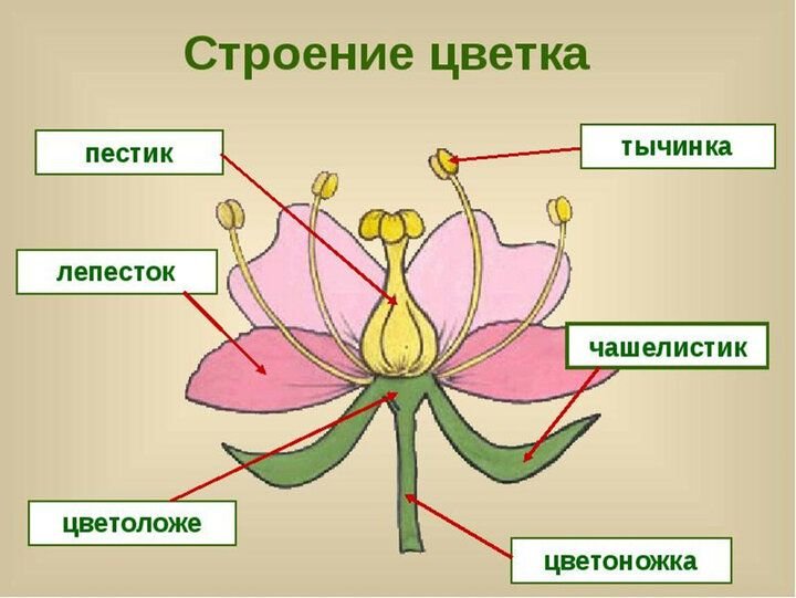 Схема пестика и тычинки