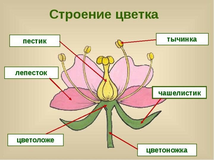 Пестик рисунок с обозначениями