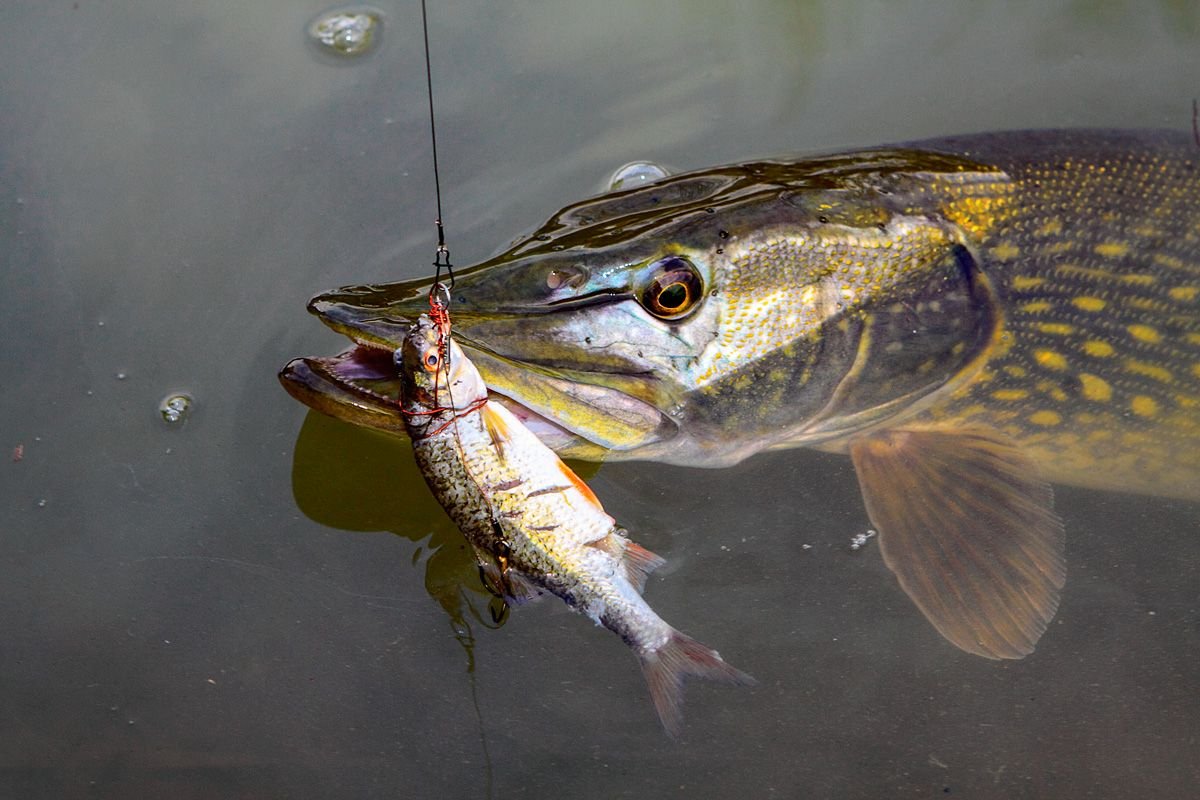 ловля щуки на живца с берега на донку оснастка. поймал щуку. донная снасть с поплавком на живца. ловля судака. живец для рыбалки.