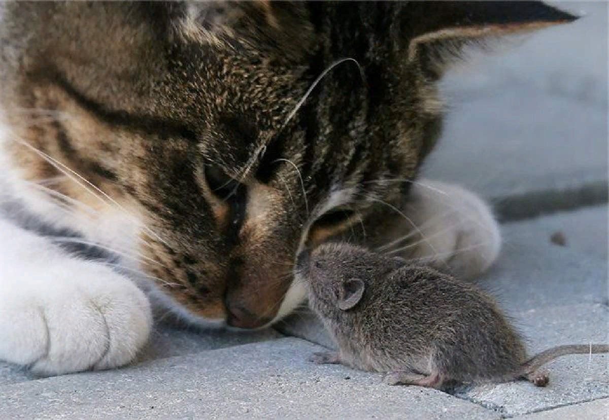 Кошечку мышку
