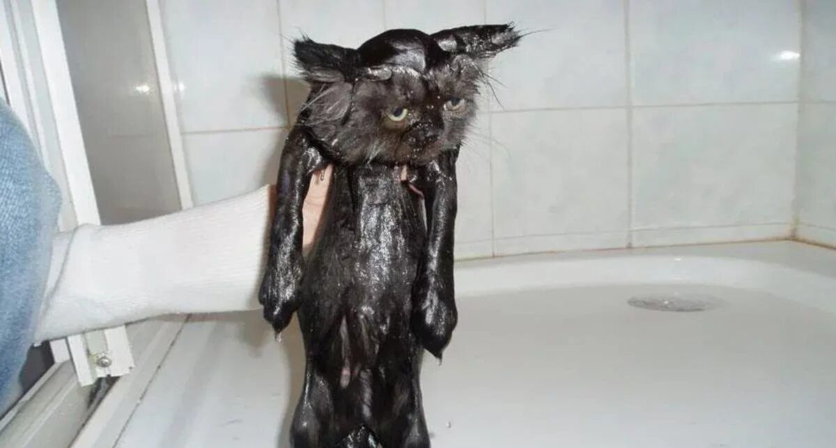 Иди помойся ты воняешь. Мокрая кошка. Мокрые коты. Мокрый облезлый кот. Смешной мокрый кот.