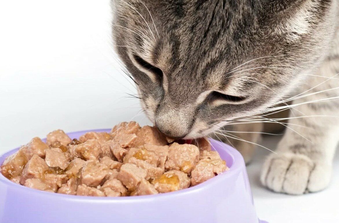 Что можно кошкам из еды. Корм для кошек. Еда для кошек. Кошка кушает. Котик с едой.