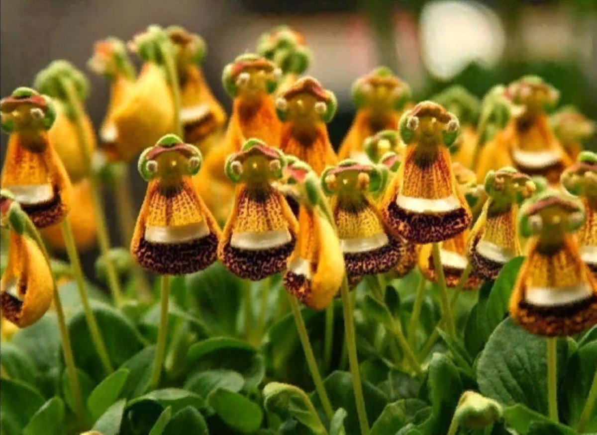 Счастливый инопланетянин (Calceolaria uniflora)