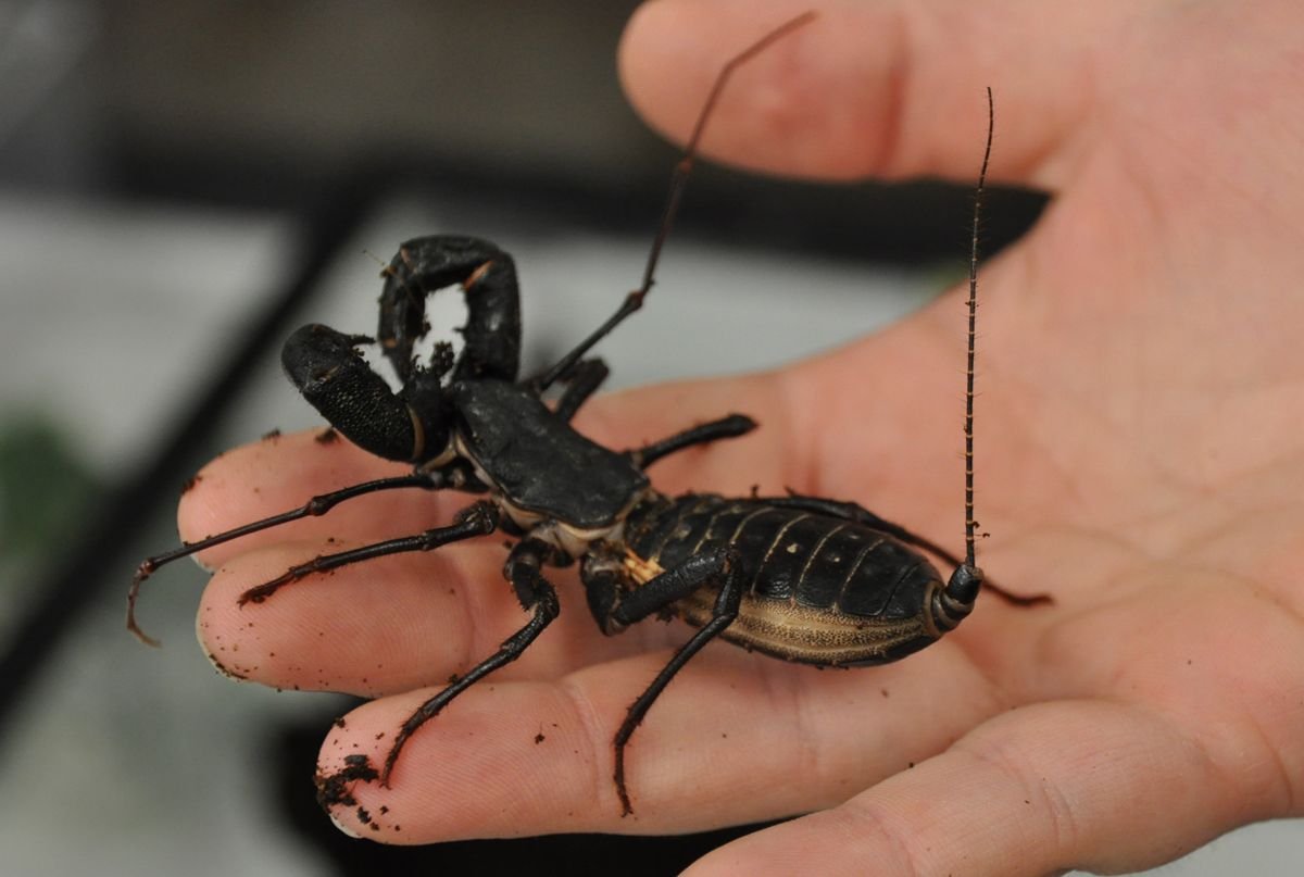 Телифон. Отряд телифоны (Uropygi). Thelyphonus pumhomii. Жук телифон хвостатый. Mastigoproctus giganteus.