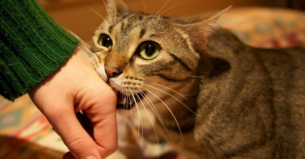 Кошка кусает. Кошки которые кусаются. Кот кусает за руку. Кот грызет руку. Кошка без настроения.