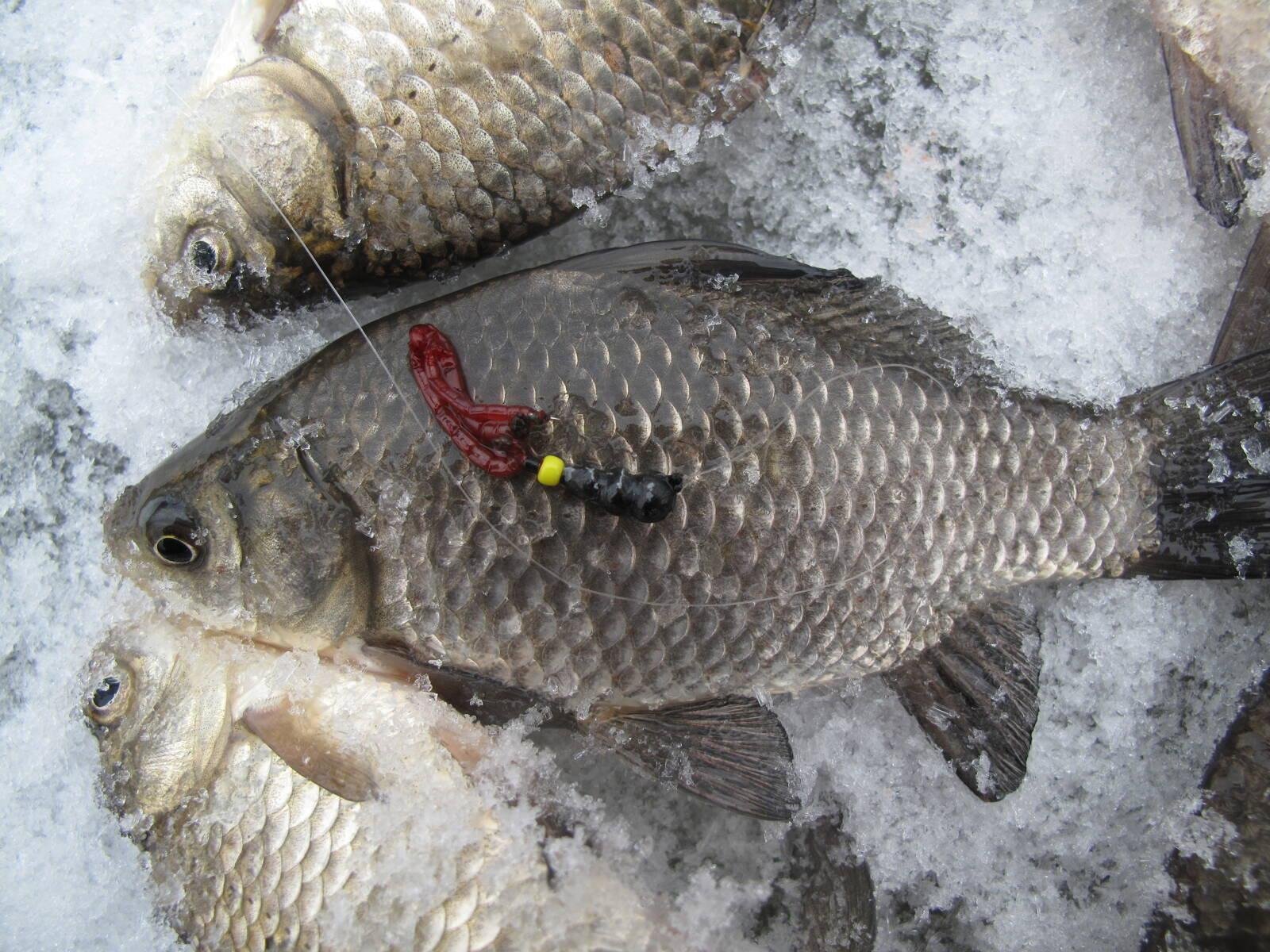 Зимняя рыбалка на карася