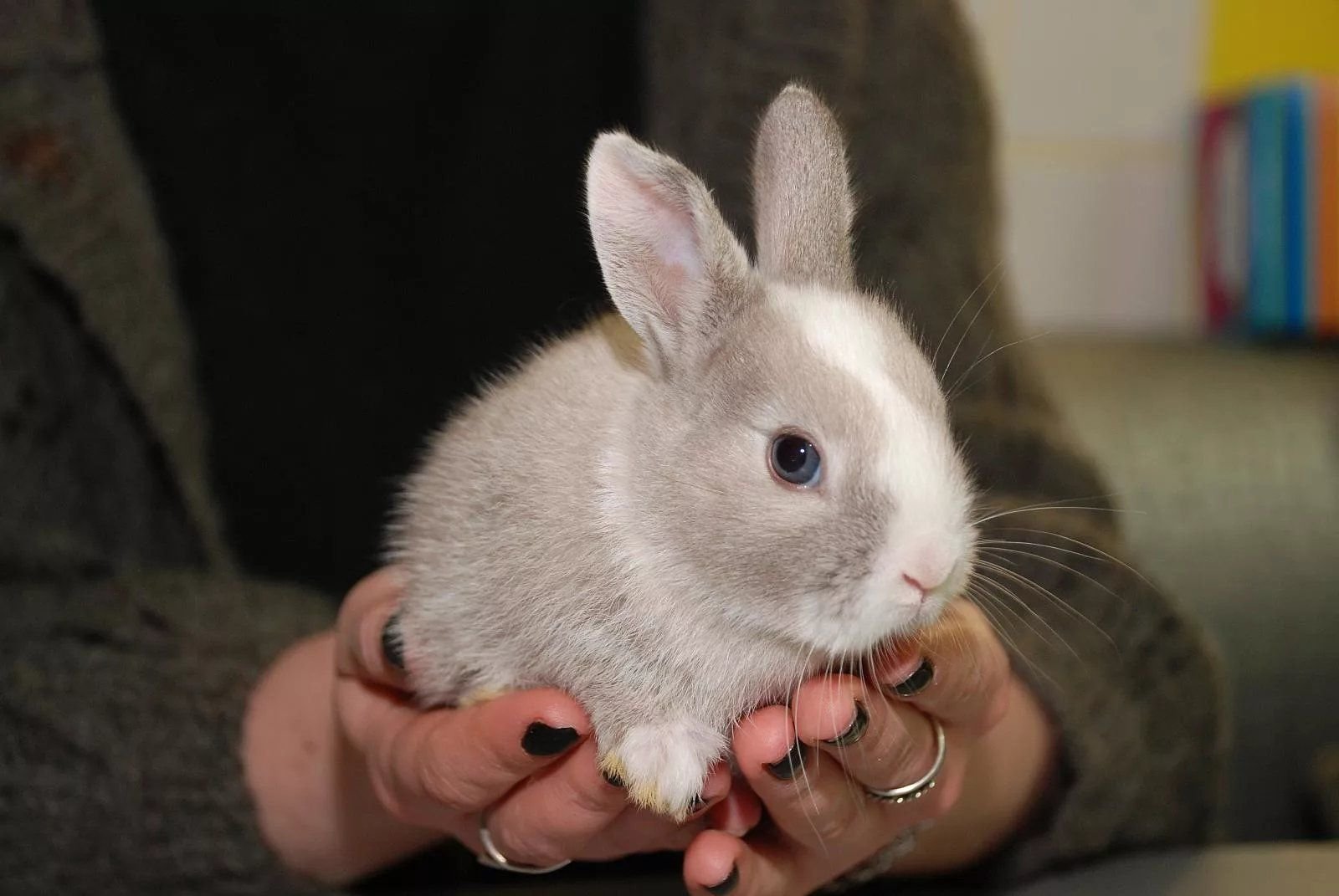 зайчик в лесу. жить зайчиков. заяц в ямке. заяц русак семейство. декоративные крольчата.