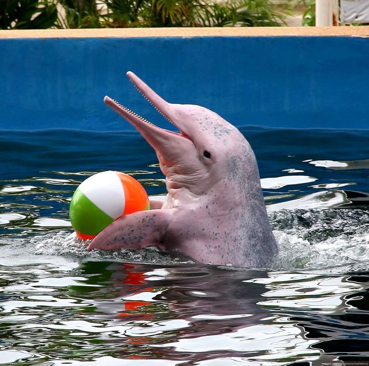 Фотографии розового дельфина