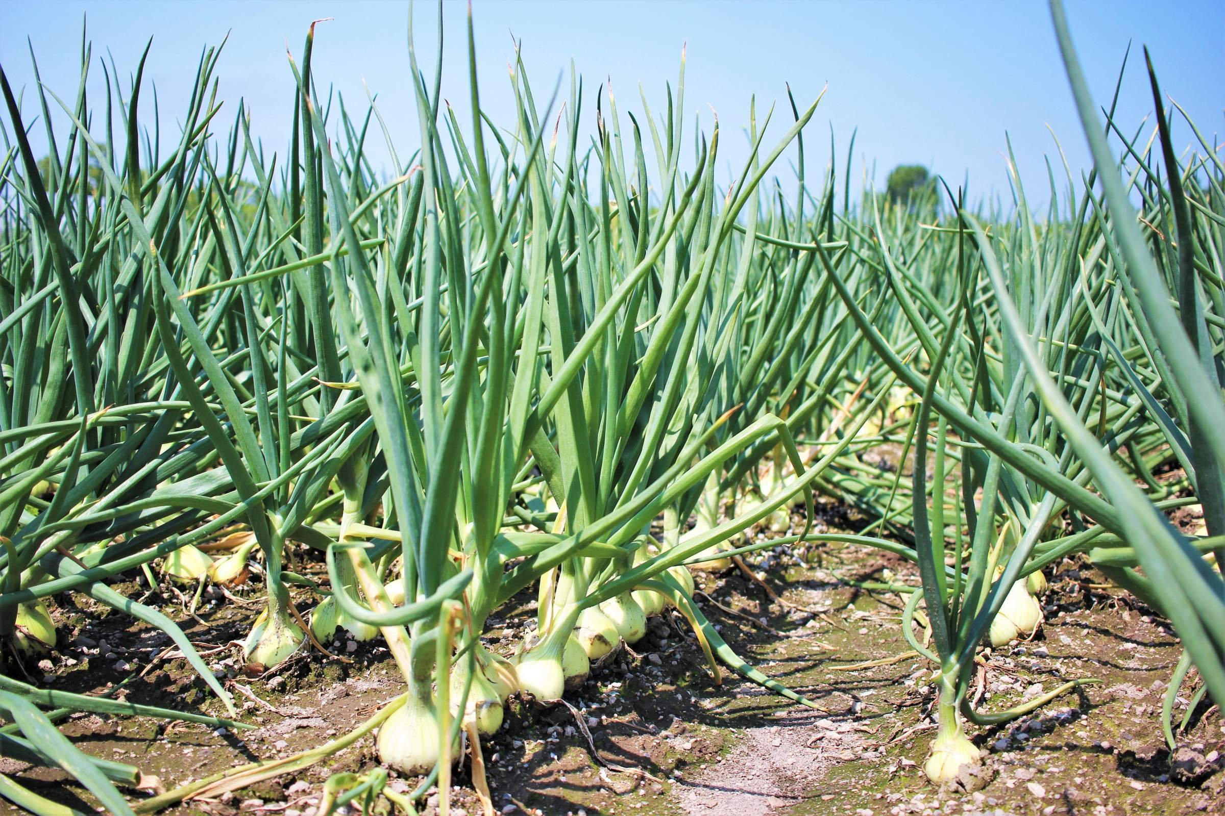 Plantar una cebolla