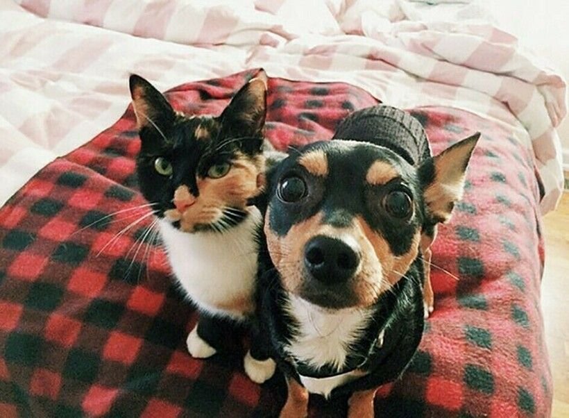 Кролик черно белый. Два похожих животных. Виды близнецы животные. Животные похожие на хозяев. Коты и собаки с одинаковой расцветкой.