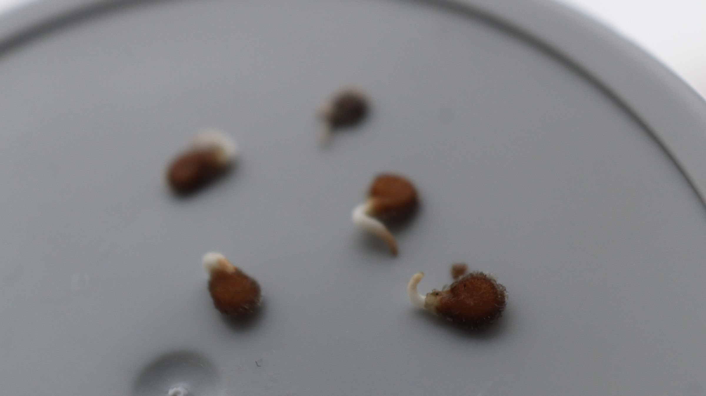 как замачивать семена в перекиси. замачивание семян томатов в перекиси водорода перед посевом. обработка семян перед посевом перекисью. протравливание семян в перекиси водорода. замачиваем семена в перекиси водорода.