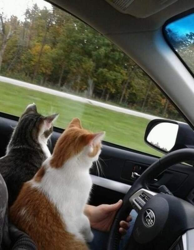 Car cats. Кот за рулем. Кошка в машине. Кот едет. Кот едет в машине.