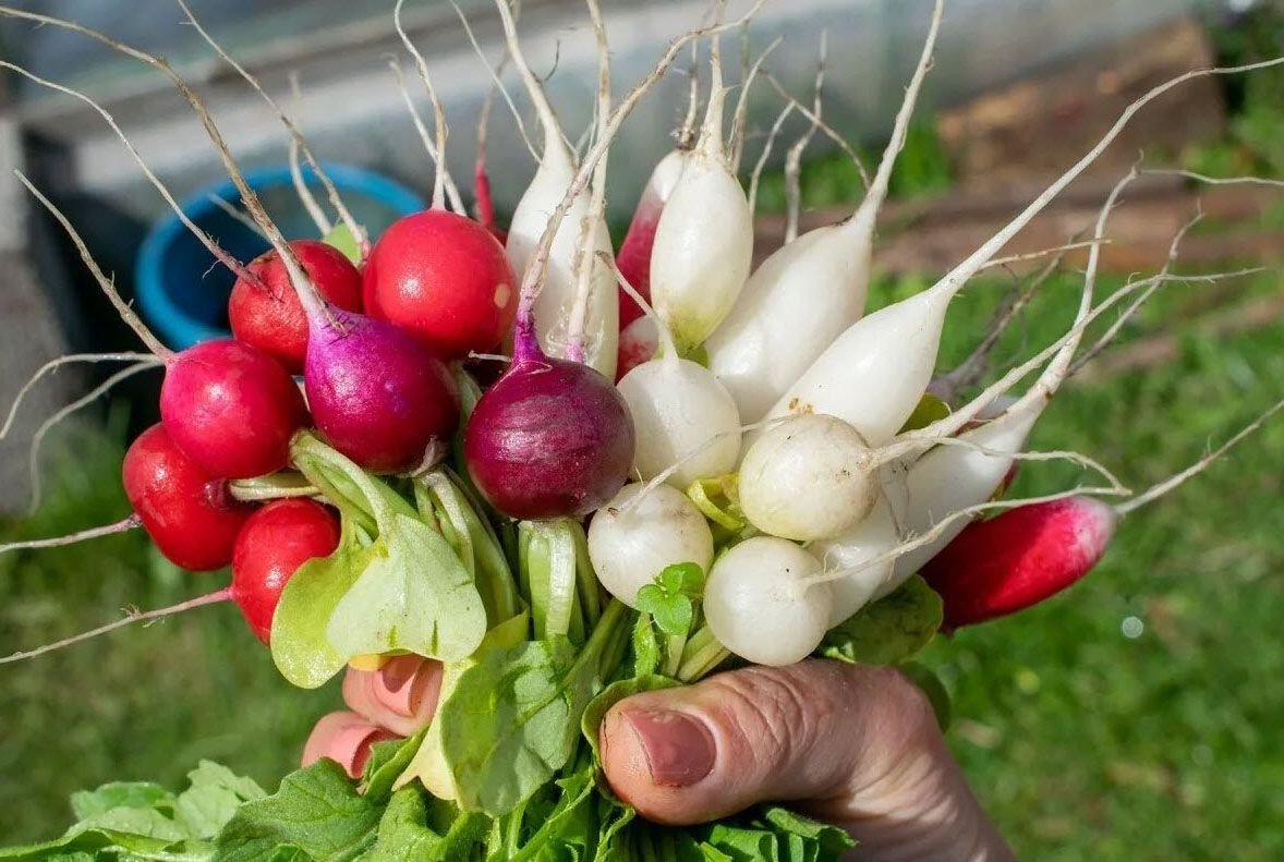 какие овощи сажают ранней весной. редис барон. ранние. для получения раннего урожая. для получения раннего урожая.