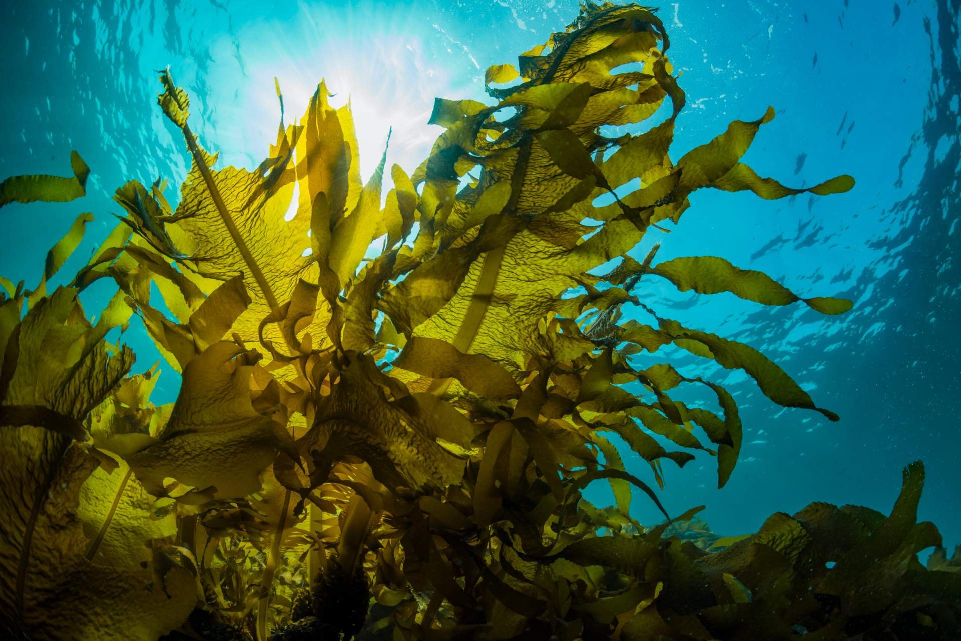 Фото водорослей. Морские водоросли ламинария. Бурые водоросли ламинария. Морская капуста ламинария. Ламинария Японика.