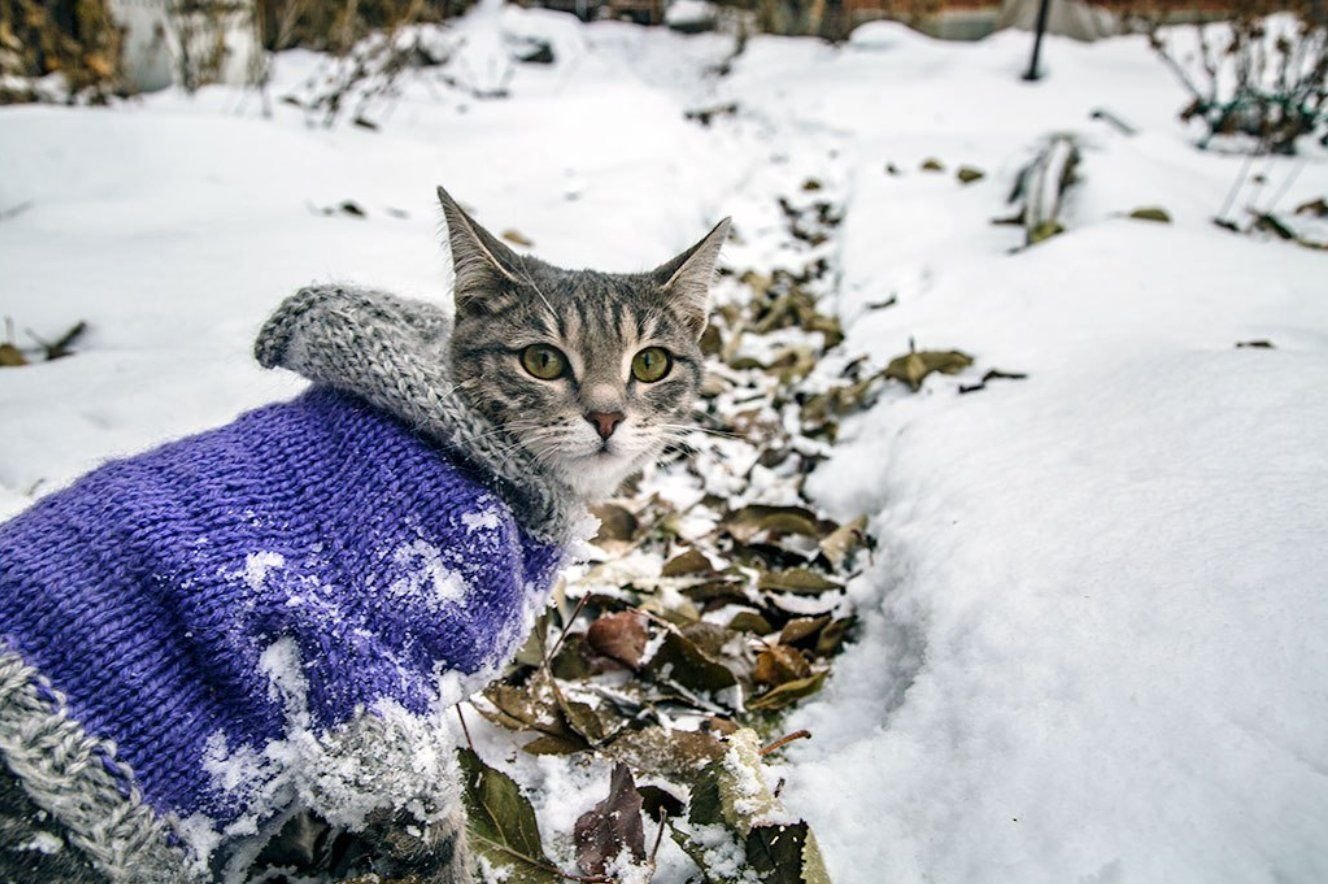 Котик в зимней одежде