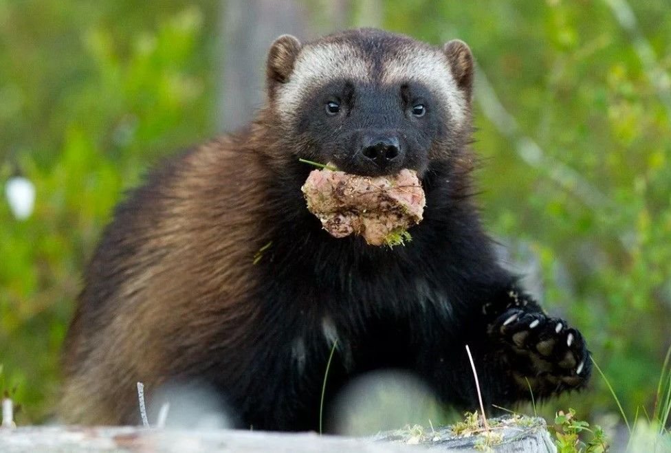 росомаха полярная. якутская росомаха. росомаха тайги в северной америке. росомаха алтайский заповедник. росомаха в сибири.