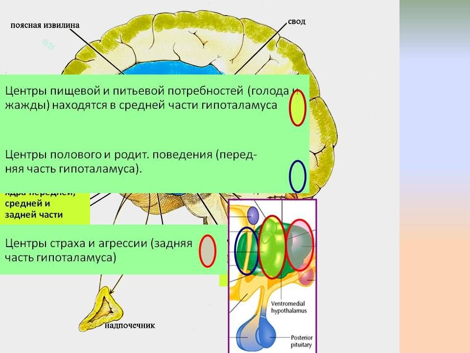Центр голода в головном мозге. Центр голода и жажды. Центры голода и жажды в гипоталамусе. Центры жажды голода и насыщения находятся в. Центр жажды и голода находится в.
