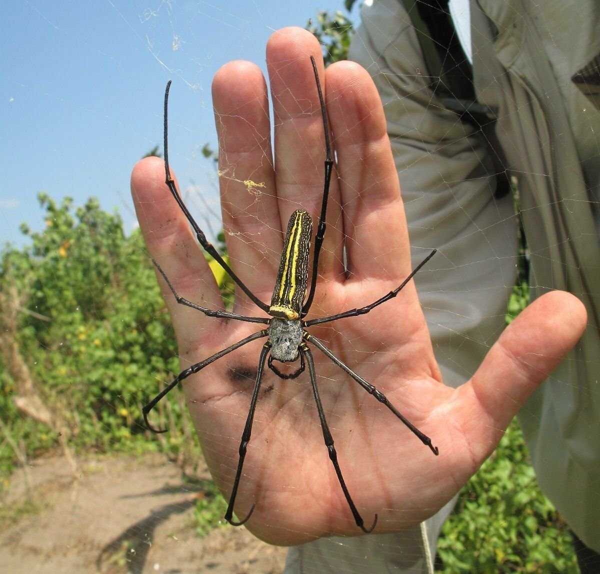 Паука бита. Паук золотопряд Nephila. Гигантский паук золотопряд (Nephila). Нефила золотопряд. Кругопряд нефил.