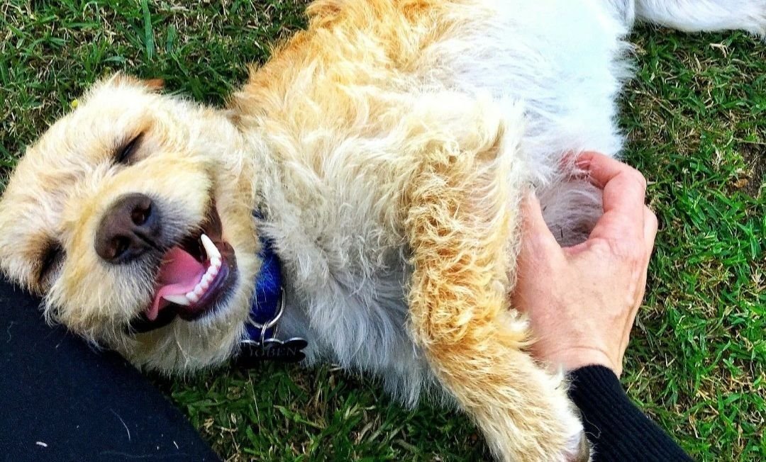 Усталость животные. Собака которой сложно дышать порода. Спящие собаки. Смешные позы животных. Собака валяется на спине.