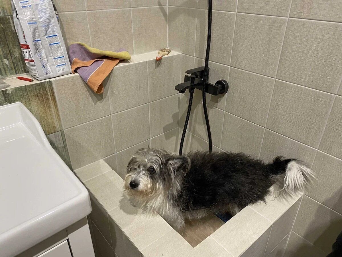 Мытье собаки. Помывка собаки. Ванна для собак. Уход за домашними животными. Как мыть собаку.