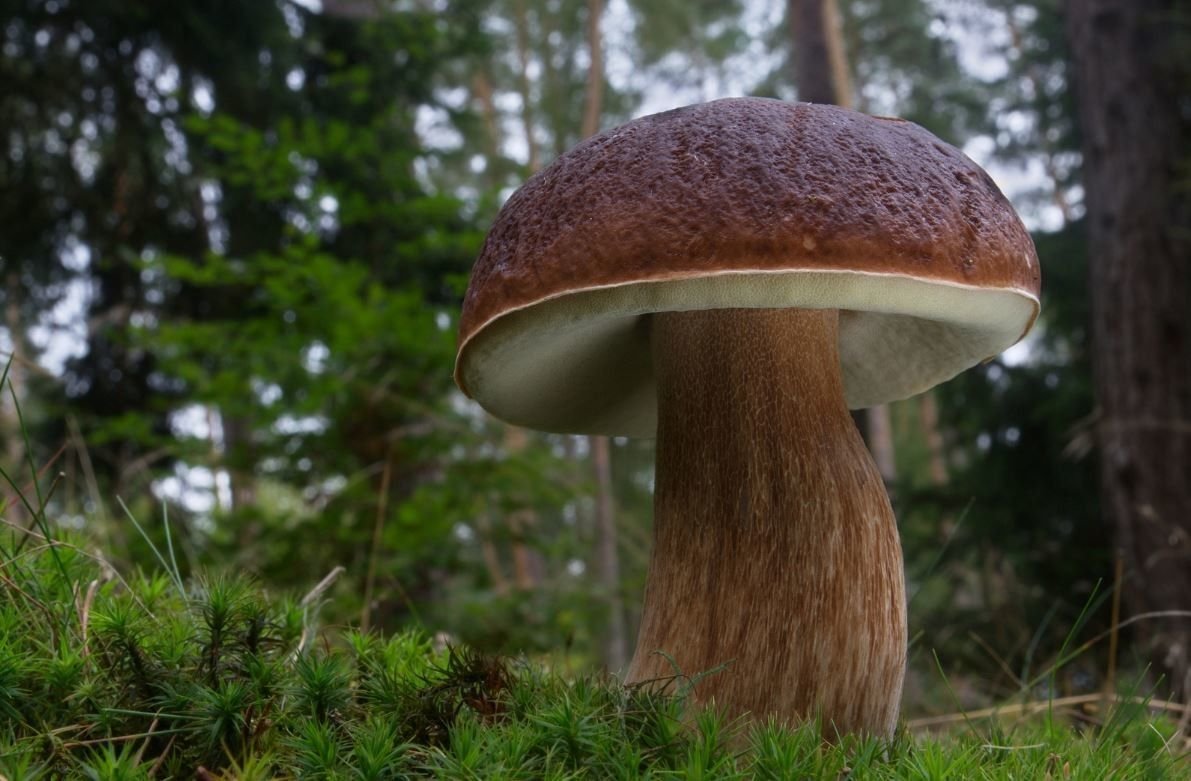 Грибы это. Гриб Боровик. Белый гриб Боровик. Boletus edulis – белый гриб. Боровик гриб ложный.