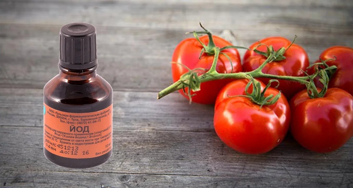 Как подкормить помидоры йодом в теплице и когда рецепт с фото пошагово