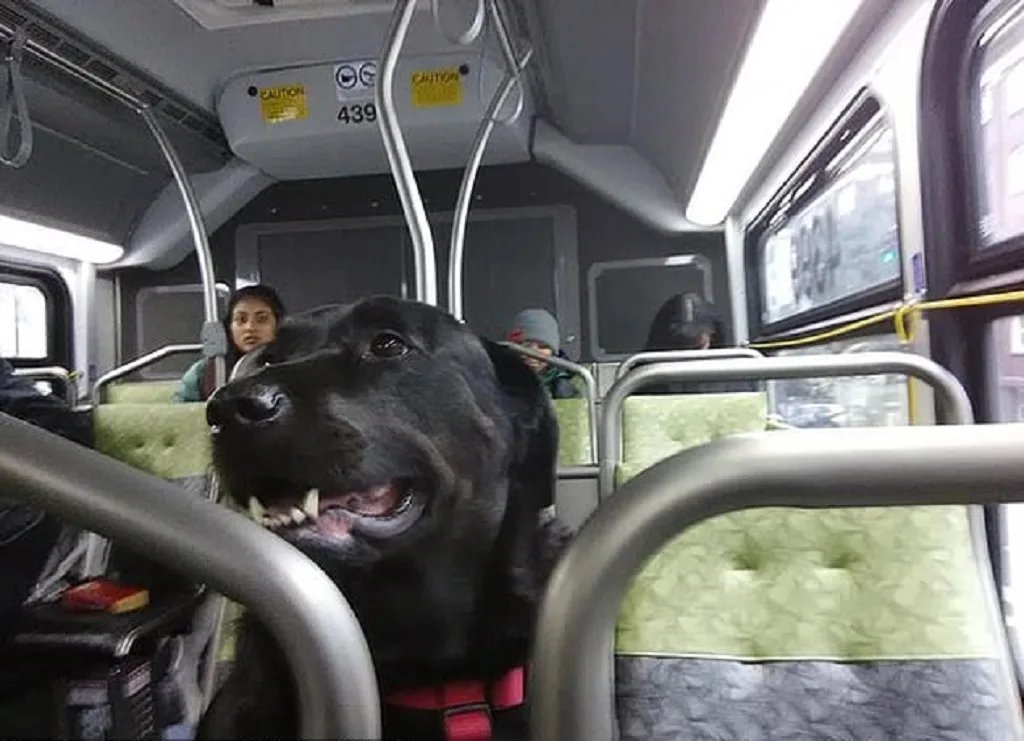 Можно с собакой в автобус. Собака в автобусе. Собака ездит в автобусе. Собака в маршрутке. Автобус животное.