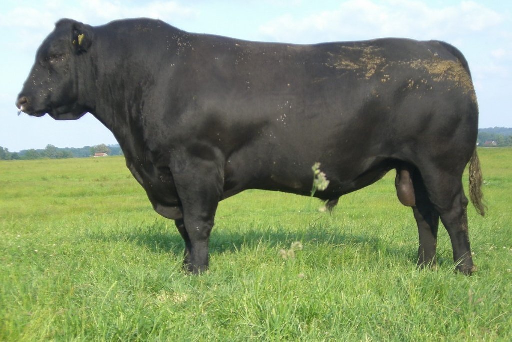 абердин-ангусская порода быков. порода бычков абердин ангус. абердин ангус. мираторг коровы. мираторг крупного рогатого скота абердин ангус.