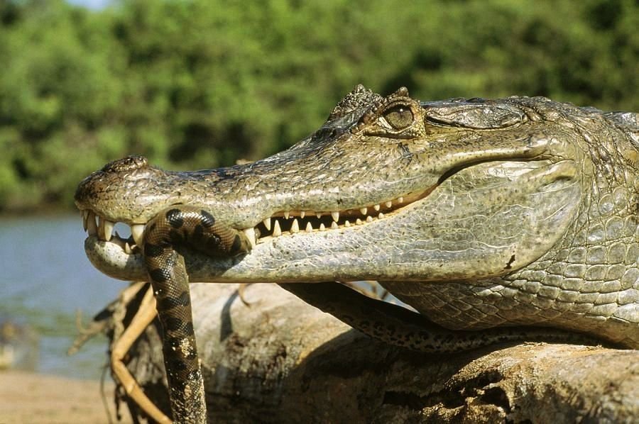 Крокодилы едят змей. Гребнистый крокодил и Анаконда. Крокодил Аллигатор Кайман. Анаконда против аллигатора.