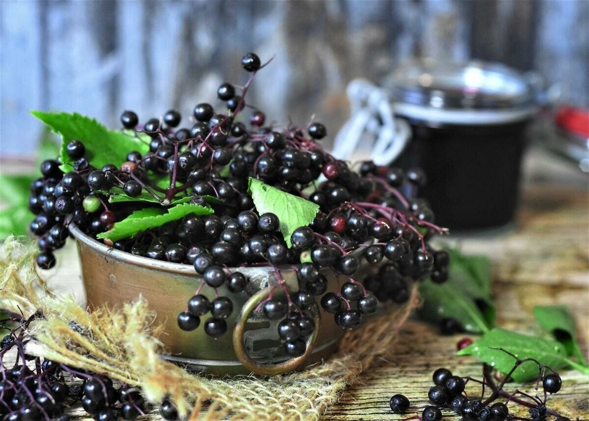 Черемуха ягоды. Elderberry ягода. Черемуха черная ягоды. Elderberry Бузина. Бузина черемуха.