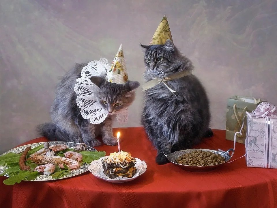 Праздничный котик картинки
