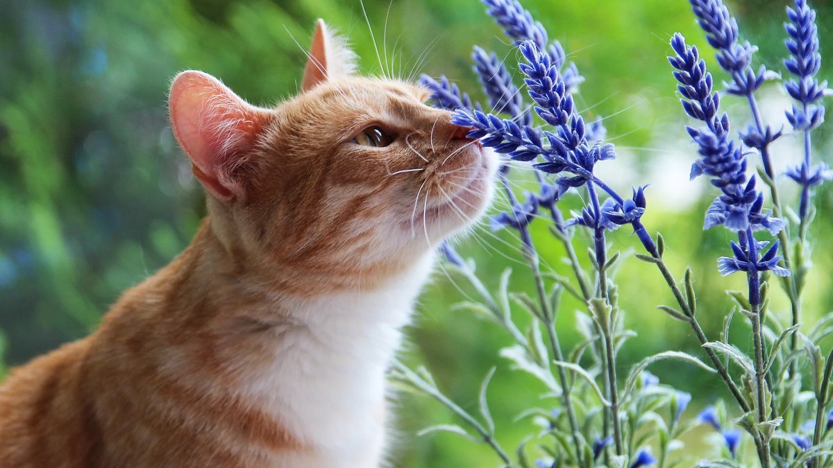 Запах кошки. Летний кот. Кошки летом. Кот нюхает цветы. Весенний котик.