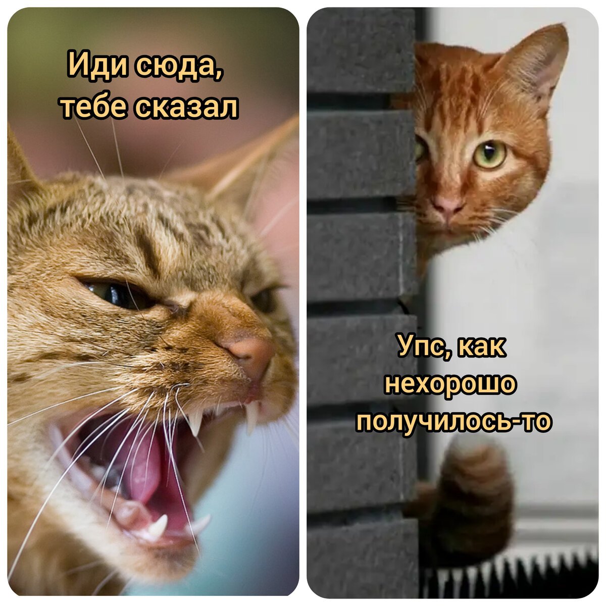 Кошка злится фото