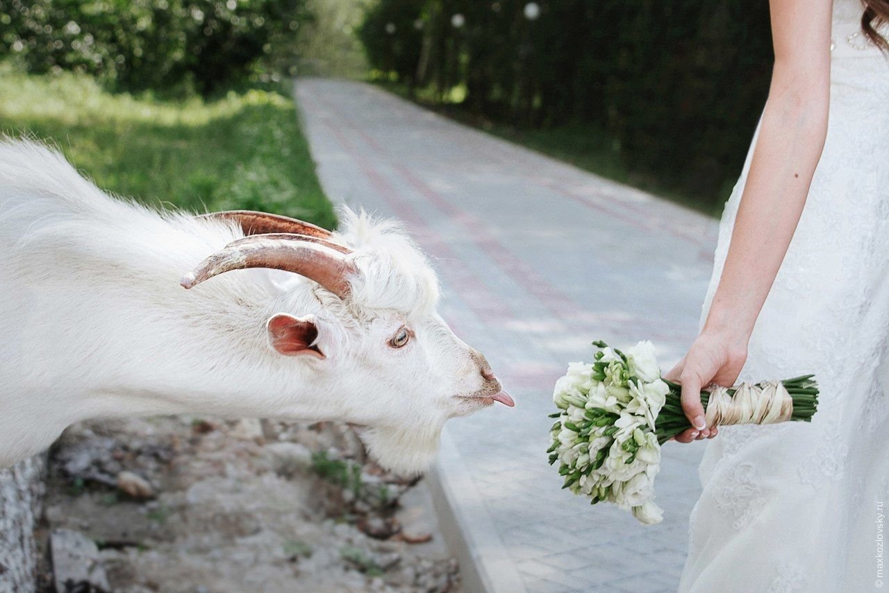 Животные жених и невеста