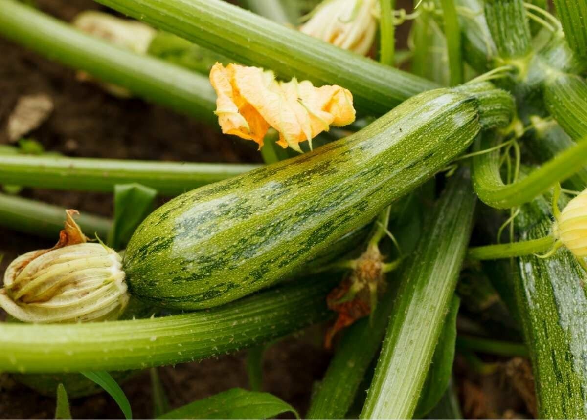 Cucurbita Pepo семена