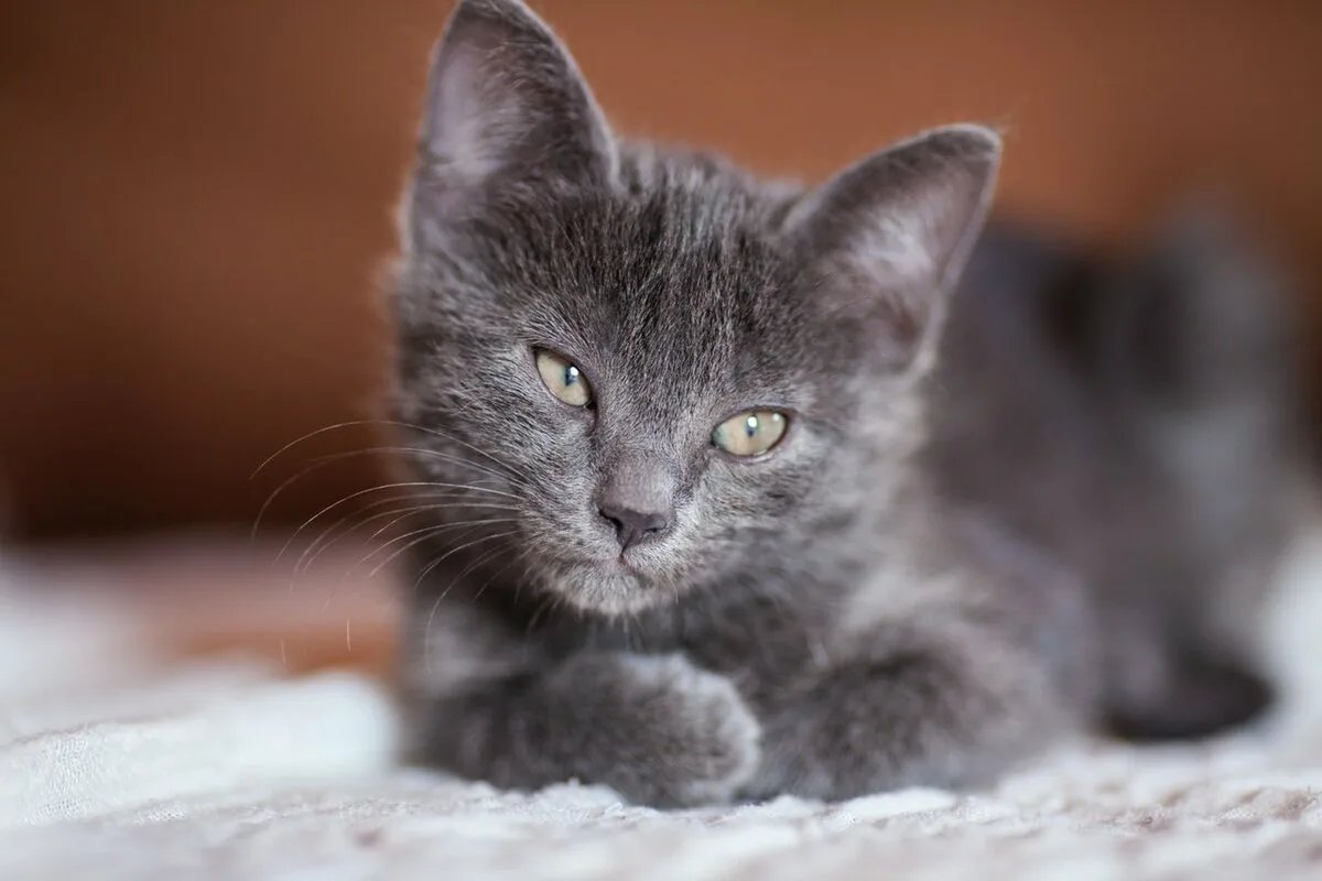 Картинки серых кошек. Кот серый. Кошка серая. Серый котёнок. Дымчатый кот.