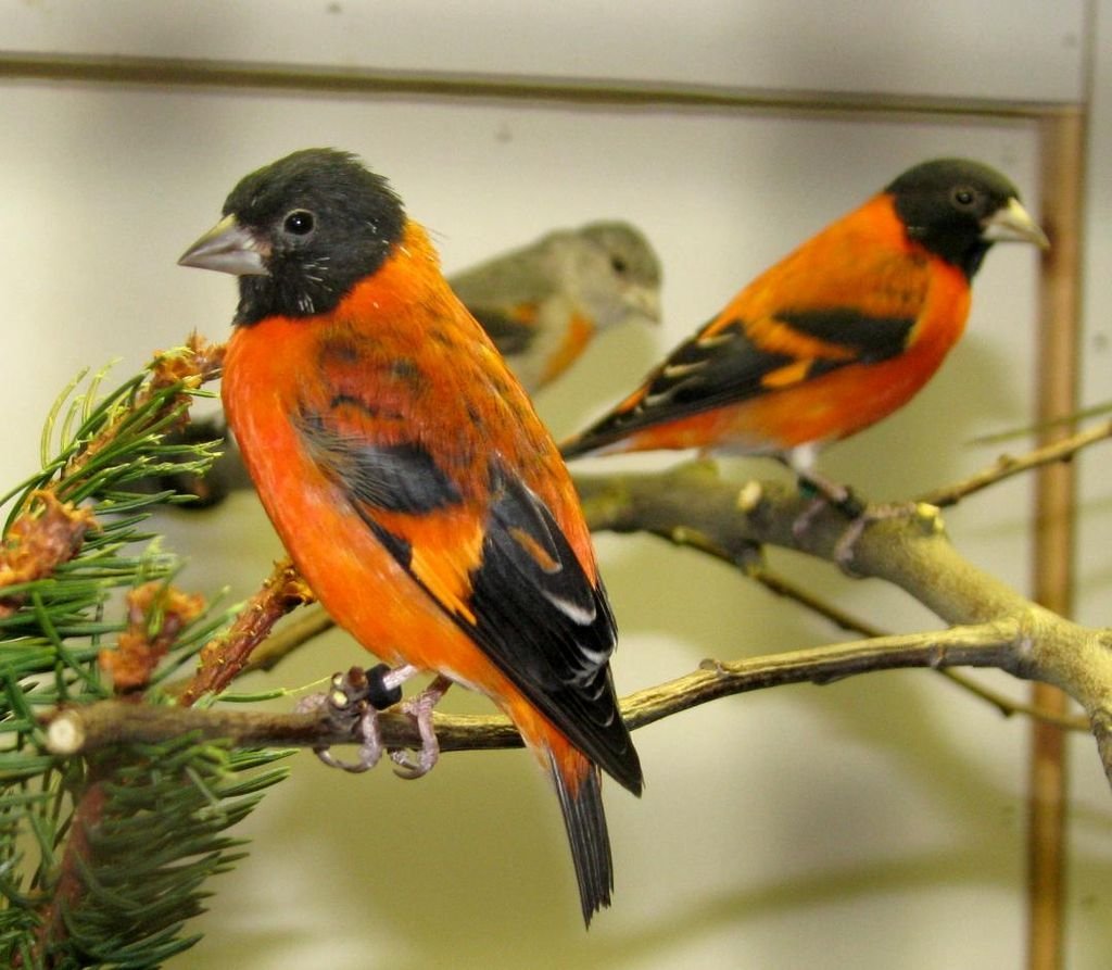 Red Siskin птица цена в Москве