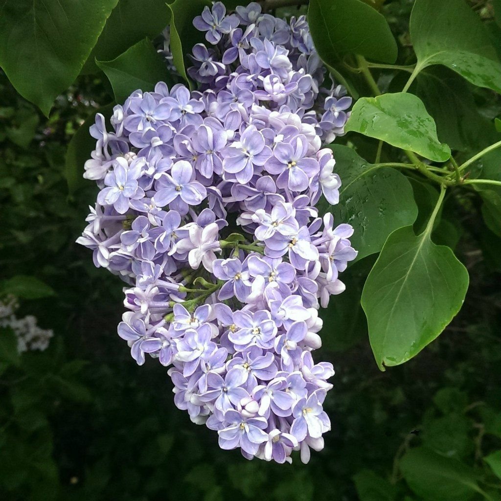 Сирень каких цветов. Сирень голубая (Syringa vulgaris. Сирень Маршал Соколовский. Сирень Колесникова. Сирень обыкновенная муд индиго.