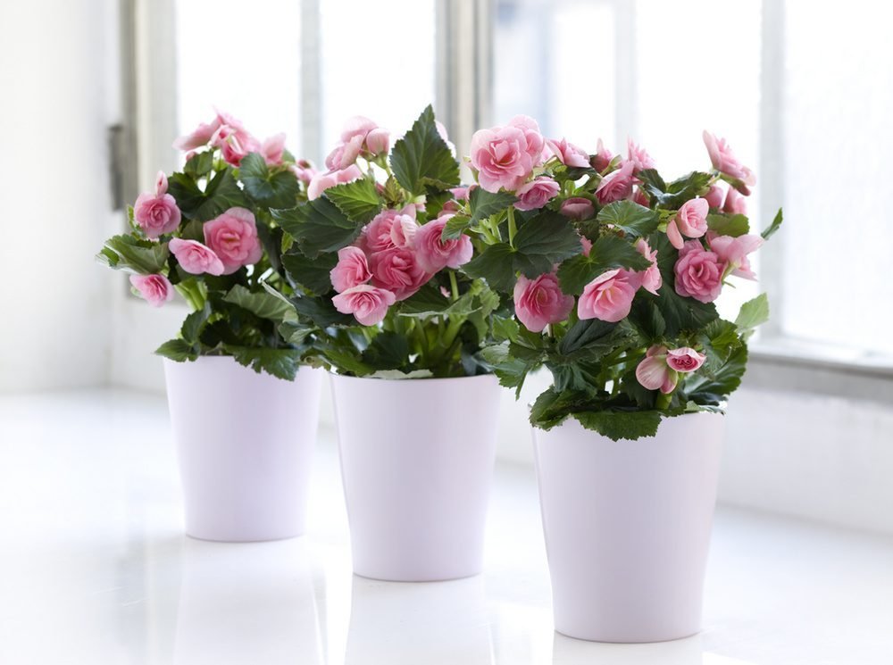 бегония горшечная. бальзамин новогвинейский красный. фуксия coquet bell. бальзамин фиеста пурпл. белопероне руж цветок.