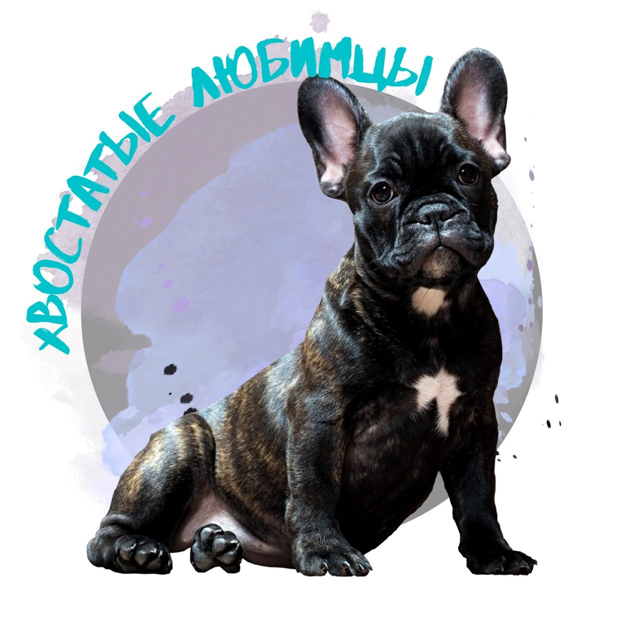 Хвостатый питомец вк. Зооблогер. Хвостатый питомец. Хвостатый питомец. Выставка-раздача бездомных животных "хвостатый день".