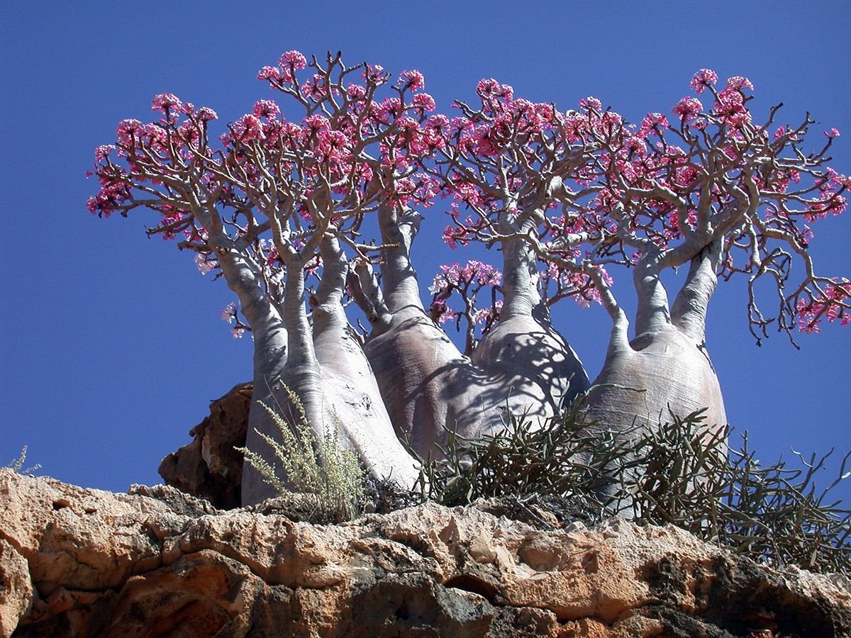 Бутылочное дерево. Бутылочные деревья острова Сокотра. Сокотра (Socotra Island), Йемен. Дорстения гигантская Сокотра. Пустынная роза Сокотра.